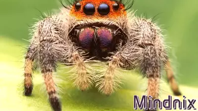 The Surprising Intelligence of Spiders